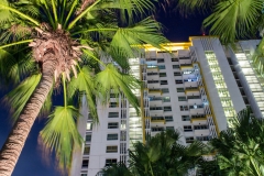 Tropical palm trees and apartment windows at night.  Highrise housing in large urban cities for rental and buyers housing mortgage concept.