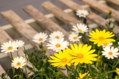 Daisy spring flowers on wood pallet, with fresh scent and wood grain in fuzzy blurred background.  Copyspace in top left.  Bright sunshine day.