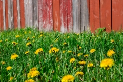 Organic farming methods for fresh produce with rustic old barn in spring with dandelion flowers and copy space.