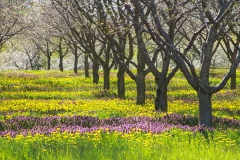 Spring flowers under apple tree in michigan orchard.  Purple and yellow flowers with bare trees early in the harvest season with copyspace.